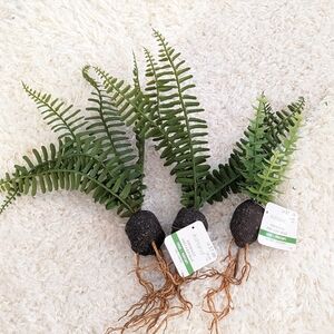 Ashland Premade Succulent and Ferns 3 Picks NWT